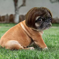 Thumbnail for Funny Wig for Pets (Cats and Dogs)