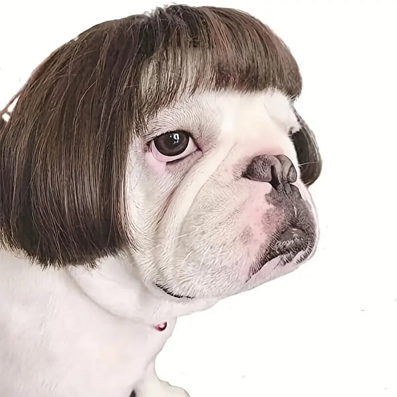 Funny Wig for Pets (Cats and Dogs)